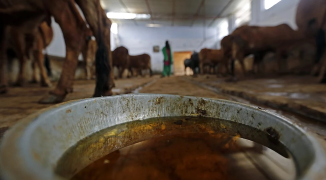 Uttar Pradesh has approved a policy push linked to the use of cow dung for income generation in the farm sector